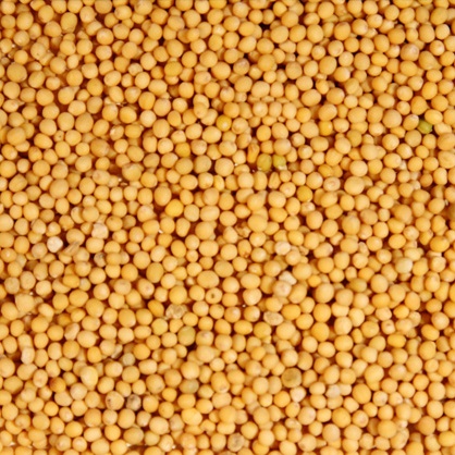 Mustard Seeds Yellow - 800g